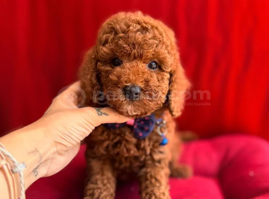 Koku Ve Tüy Derdi Olmayan Orijinal Toy Poodle Yavrularımız görsel