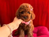 Koku Ve Tüy Derdi Olmayan Orijinal Toy Poodle Yavrularımız