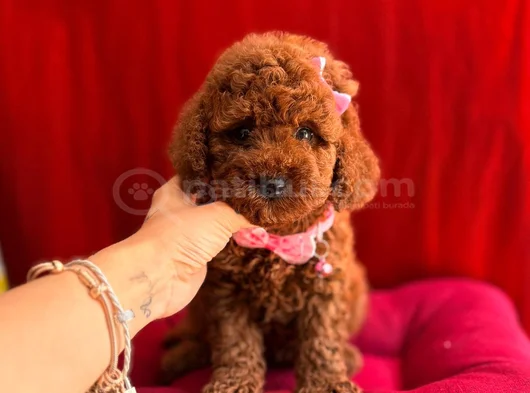 Koku Ve Tüy Derdi Olmayan Orijinal Toy Poodle Yavrularımız görsel
