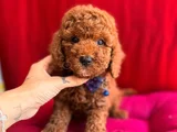 Koku Ve Tüy Derdi Olmayan Orijinal Toy Poodle Yavrularımız