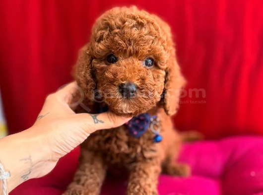 Koku Ve Tüy Derdi Olmayan Orijinal Toy Poodle Yavrularımız görsel