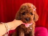 Koku Ve Tüy Derdi Olmayan Orijinal Toy Poodle Yavrularımız