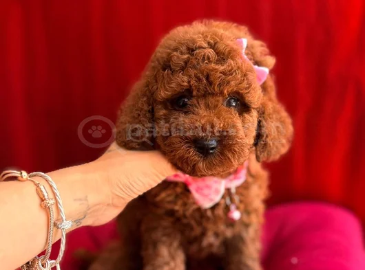 Koku Ve Tüy Derdi Olmayan Orijinal Toy Poodle Yavrularımız görsel