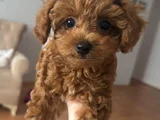 Toy Poodle