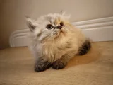 British Longhair Yavru