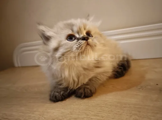 British Longhair Yavru görsel