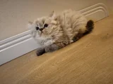 British longhair yavru