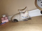 British longhair blue point