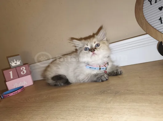 British Longhair Blue Point