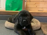 Erkek Dişi Cane Corso Yavrular