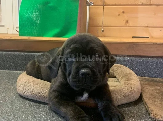 Erkek Dişi Cane Corso Yavrular görsel