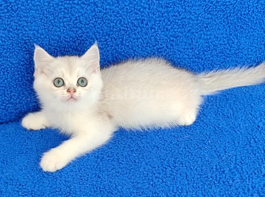 Yeni̇ Yuvasina Gi̇tmeye Hazir  Bri̇ti̇sh Ponçi̇k görsel