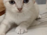 Nadi̇r Bulunan Güzelli̇k 