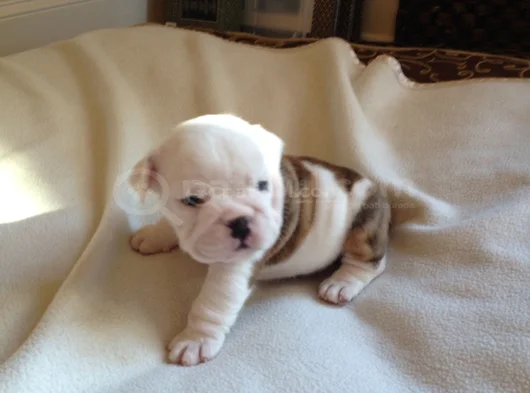 A Kalite Dişi Erkek Ingiliz Bulldog Yavrularımız görsel