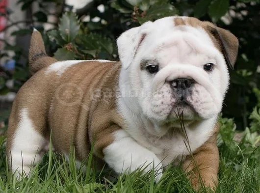 A Kalite Dişi Erkek Ingiliz Bulldog Yavrularımız görsel