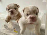 A Kalite Dişi Erkek Ingiliz Bulldog Yavrularımız