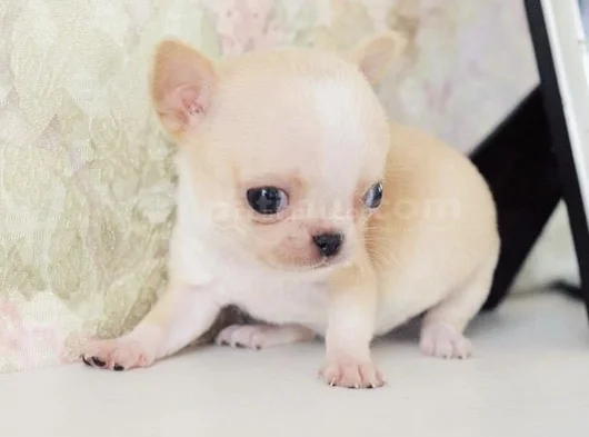 Orjinal Chivava görsel
