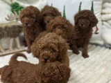 Koku Yapmayan Tüy Dökmeyen Minik Poodle Yavrularımız