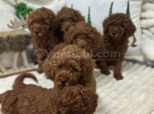 Koku Yapmayan Tüy Dökmeyen Minik Poodle Yavrularımız görsel