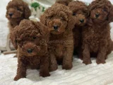 Koku Yapmayan Tüy Dökmeyen Minik Poodle Yavrularımız