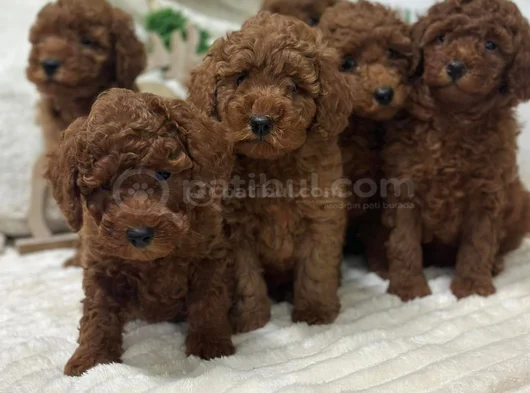 Koku Yapmayan Tüy Dökmeyen Minik Poodle Yavrularımız görsel