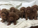 Koku Yapmayan Tüy Dökmeyen Minik Poodle Yavrularımız