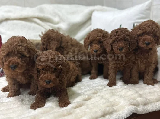 Koku Yapmayan Tüy Dökmeyen Minik Poodle Yavrularımız görsel