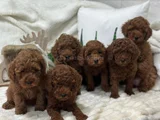 Koku Yapmayan Tüy Dökmeyen Minik Poodle Yavrularımız