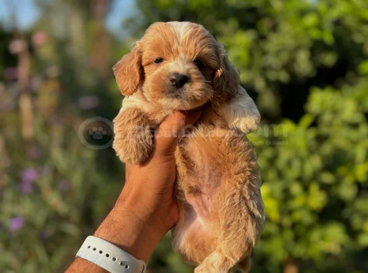Evinize Neşe Getirecek  Teacup Maltipoo Yavrularımız görsel
