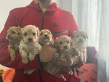 Kızıl Renkli Maltipoo Sevgi Dolu Yavrular