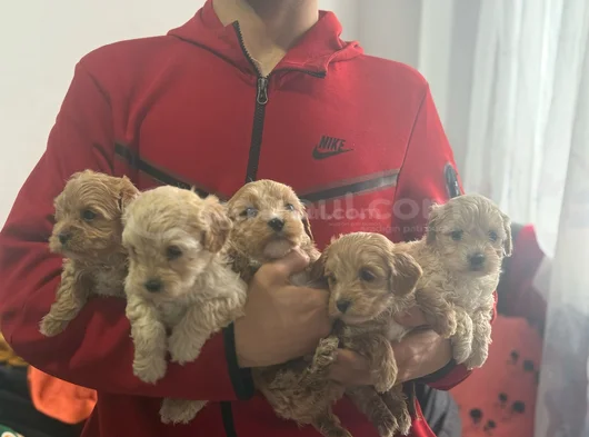 Kızıl Renkli Maltipoo Sevgi Dolu Yavrular görsel