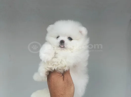 Üst Kali̇te De Babyface Boo Yavrulari görsel