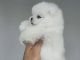Üst Kali̇te De Babyface Boo Yavrulari