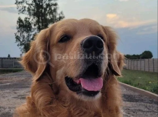 Golden Bebekler görsel