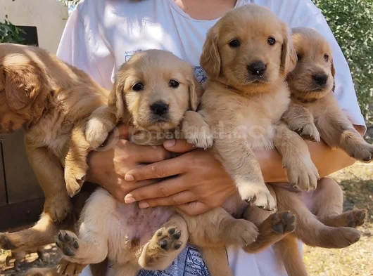 Golden Bebekler görsel