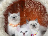 Safkan British Shorthair Bluepoint Yavrular