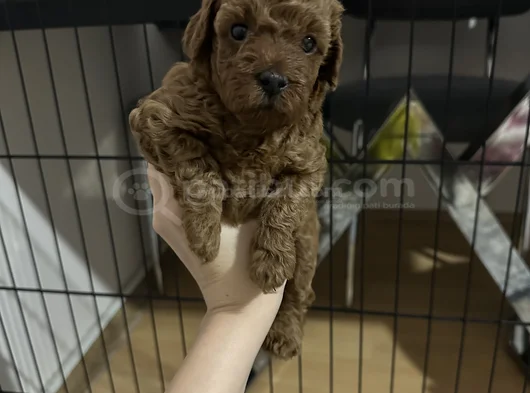 35 Günlük Teacup Poodle görsel