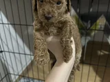 35 Günlük Teacup Poodle