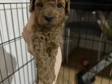 35 Günlük Teacup Poodle