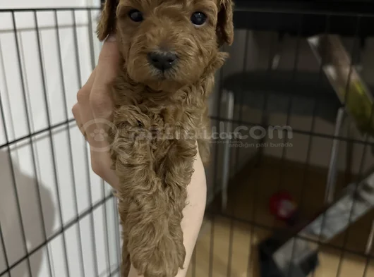 35 Günlük Teacup Poodle görsel