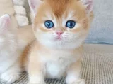 Çek Bebeksi Tenimi Çek Golden British Shorthair