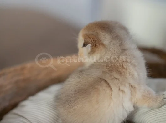 Altın Bakışlı Golden Scottish Fold Shorthair görsel