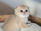 Altın Bakışlı Golden Scottish Fold Shorthair