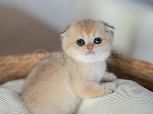 Altın Bakışlı Golden Scottish Fold Shorthair görsel