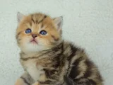 Dikkat Çekici Hatlarıyla Blackgolden British Shorthair 