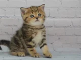 Dikkat Çekici Hatlarıyla Blackgolden British Shorthair 