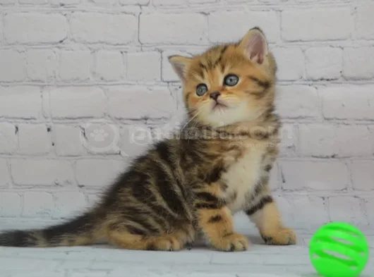 Dikkat Çekici Hatlarıyla Blackgolden British Shorthair  görsel