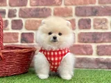 Pomeranian Boo Sevimli  Tuylu Bebekler