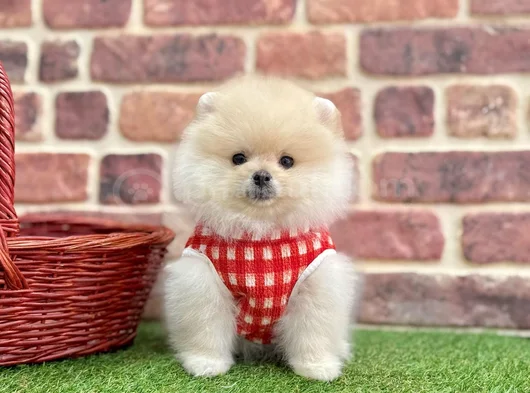 Pomeranian Boo Sevimli  Tuylu Bebekler görsel