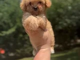 Teacup 4 Aylik Malti̇poo Kizimiz
